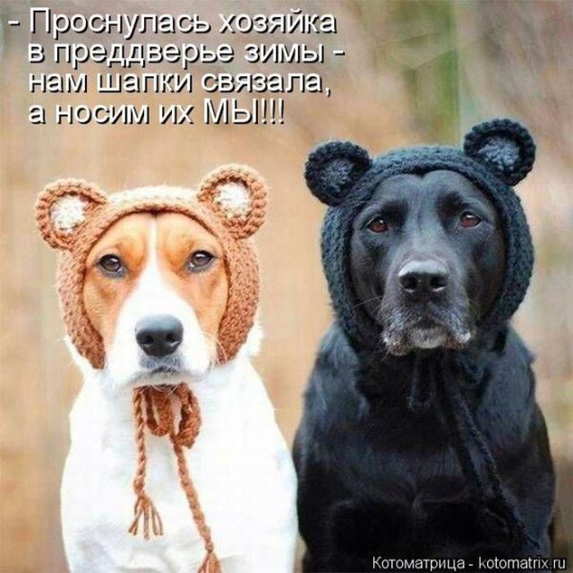 Лучшие котоматрицы недели