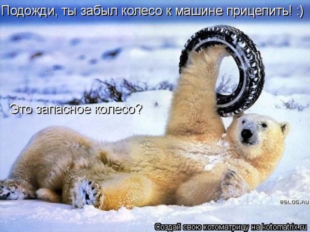 Лучшие котоматрицы недели