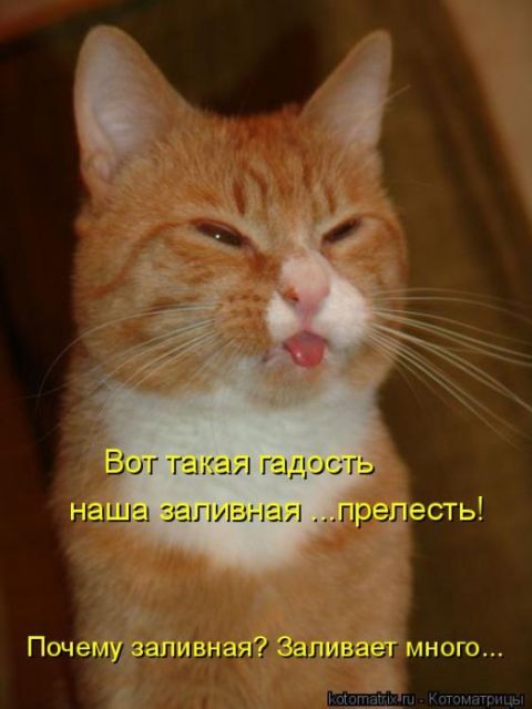 Лучшие котоматрицы недели