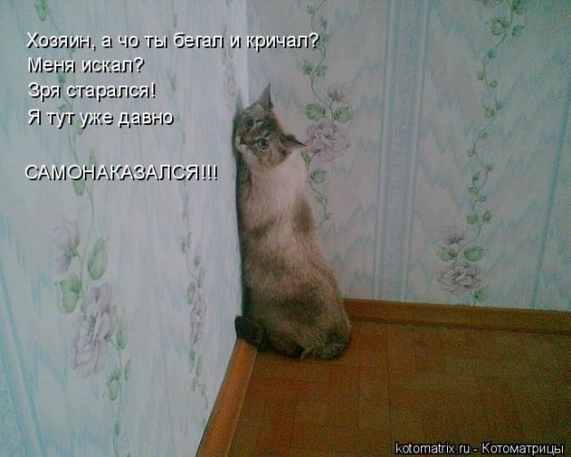 Лучшие котоматрицы недели
