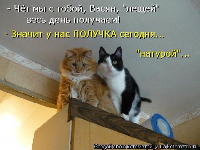 Лучшие котоматрицы недели
