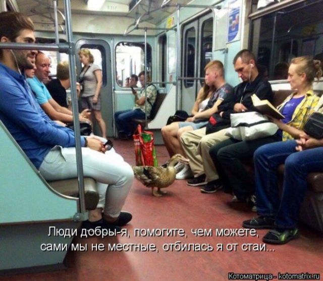 Лучшие котоматрицы недели