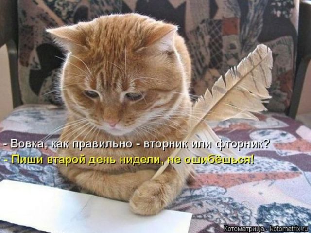 Лучшие котоматрицы недели