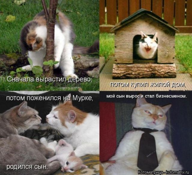 Лучшие котоматрицы недели