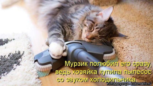 Лучшие котоматрицы недели