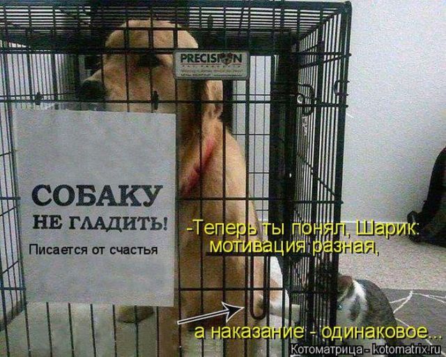 Лучшие котоматрицы недели