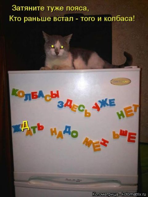 Лучшие котоматрицы недели
