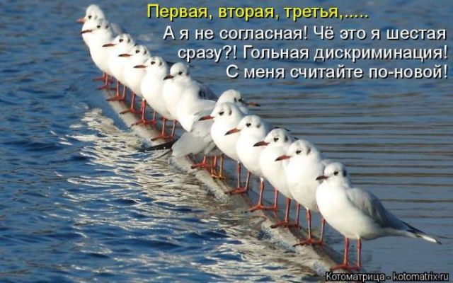 Лучшие котоматрицы недели