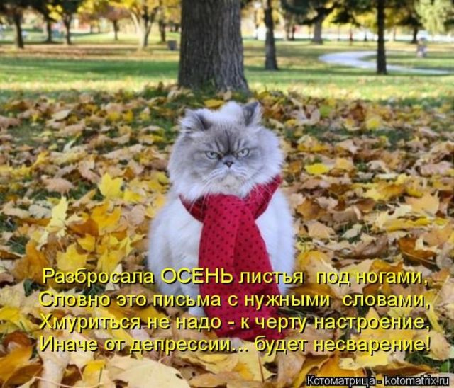 Лучшие котоматрицы недели