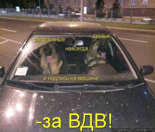 Лучшие котоматрицы недели