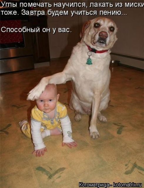 Лучшие котоматрицы недели