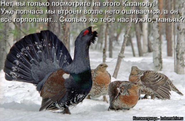 Лучшие котоматрицы недели