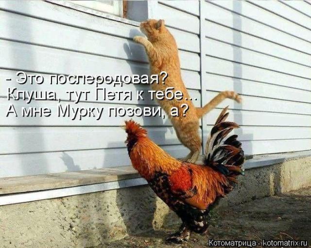Лучшие котоматрицы недели