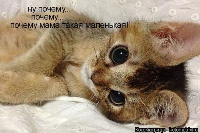 Лучшие котоматрицы недели