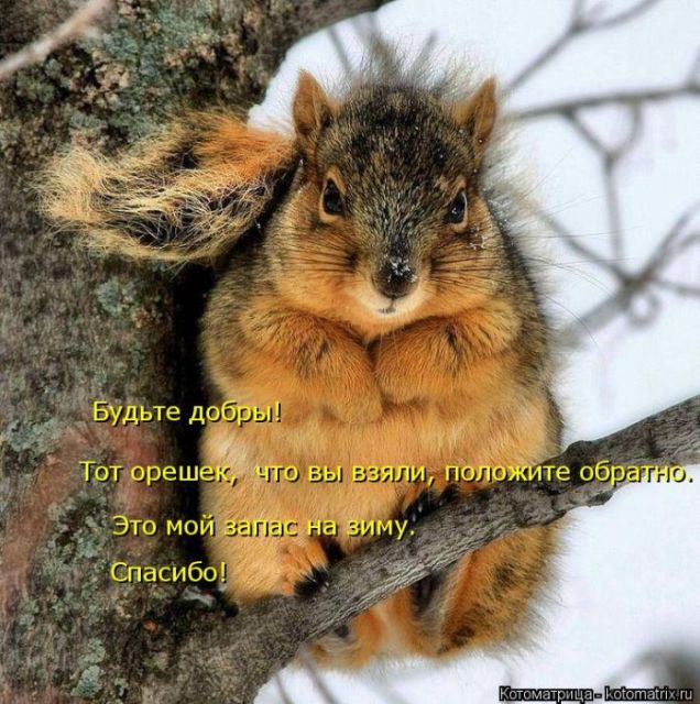 Лучшие котоматрицы недели