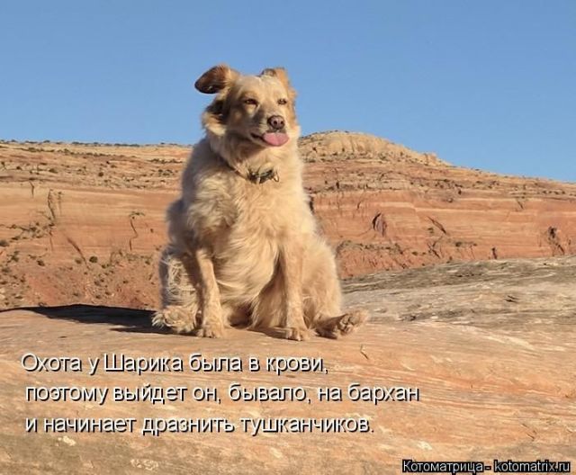 Лучшие котоматрицы недели
