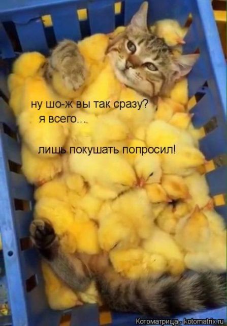 Лучшие котоматрицы недели