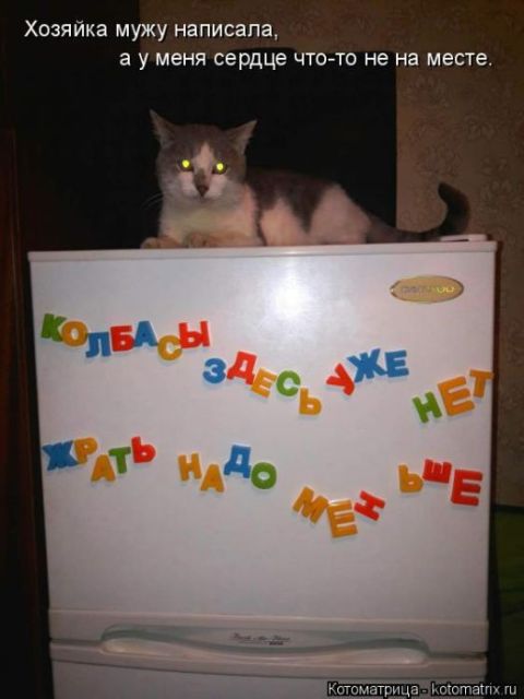 Лучшие котоматрицы недели