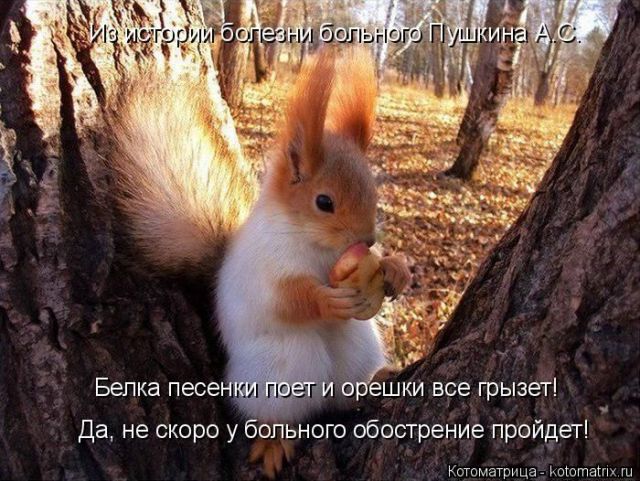 Лучшие котоматрицы недели