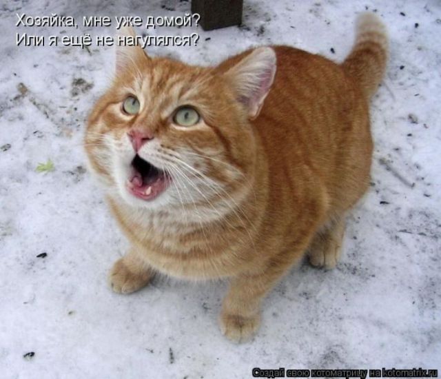 Лучшие котоматрицы недели