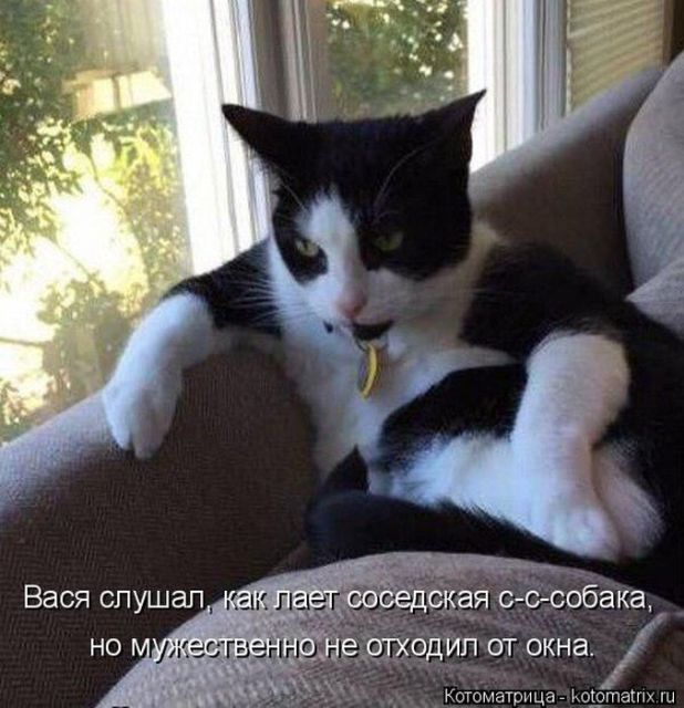 Лучшие котоматрицы недели