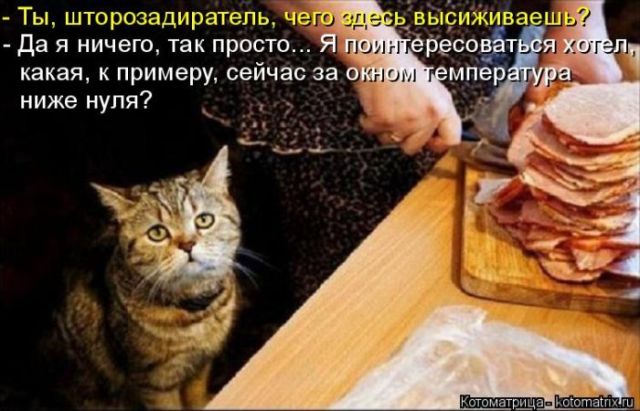 Лучшие котоматрицы недели