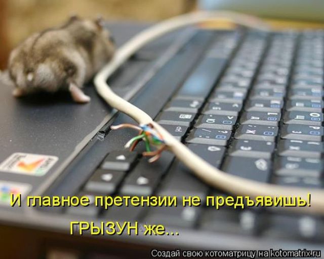 Лучшие котоматрицы недели