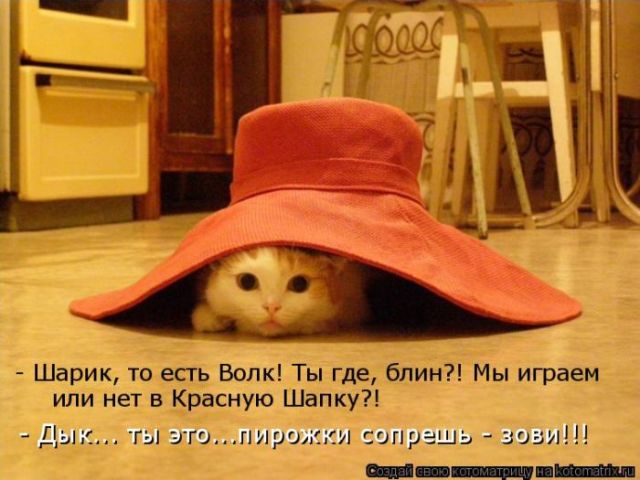 Лучшие котоматрицы недели