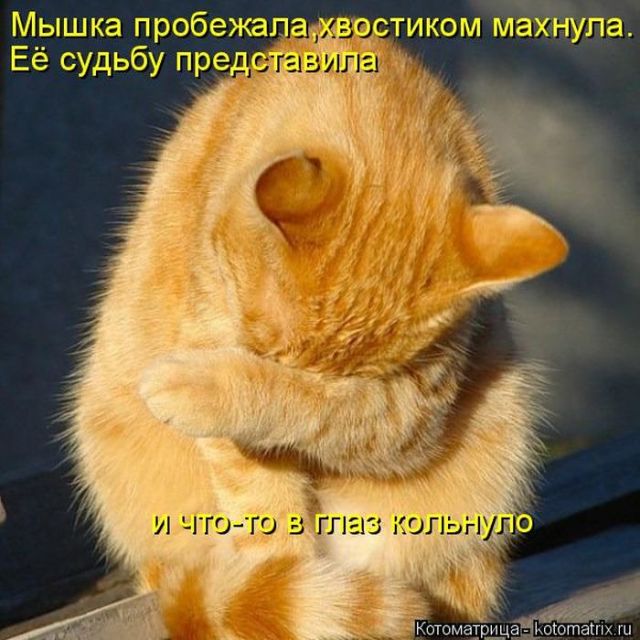 Лучшие котоматрицы недели
