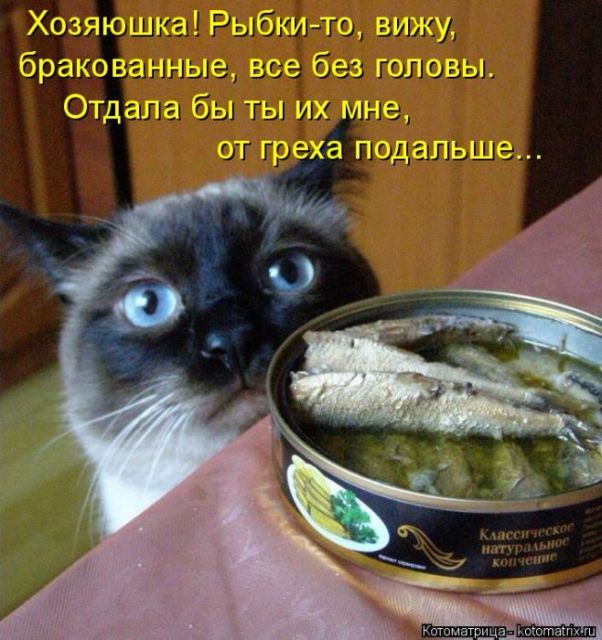 Лучшие котоматрицы недели