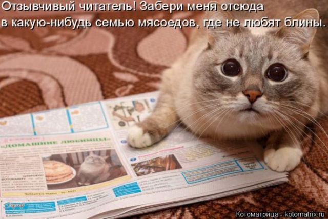 Лучшие котоматрицы недели
