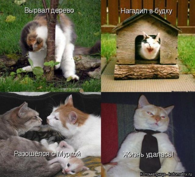 Лучшие котоматрицы недели