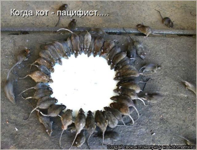 Лучшие котоматрицы недели