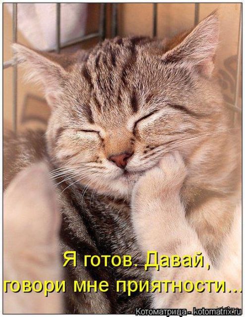Лучшие котоматрицы недели