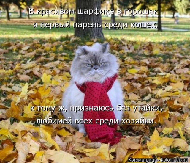 Лучшие котоматрицы недели