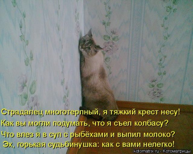 Лучшие котоматрицы недели