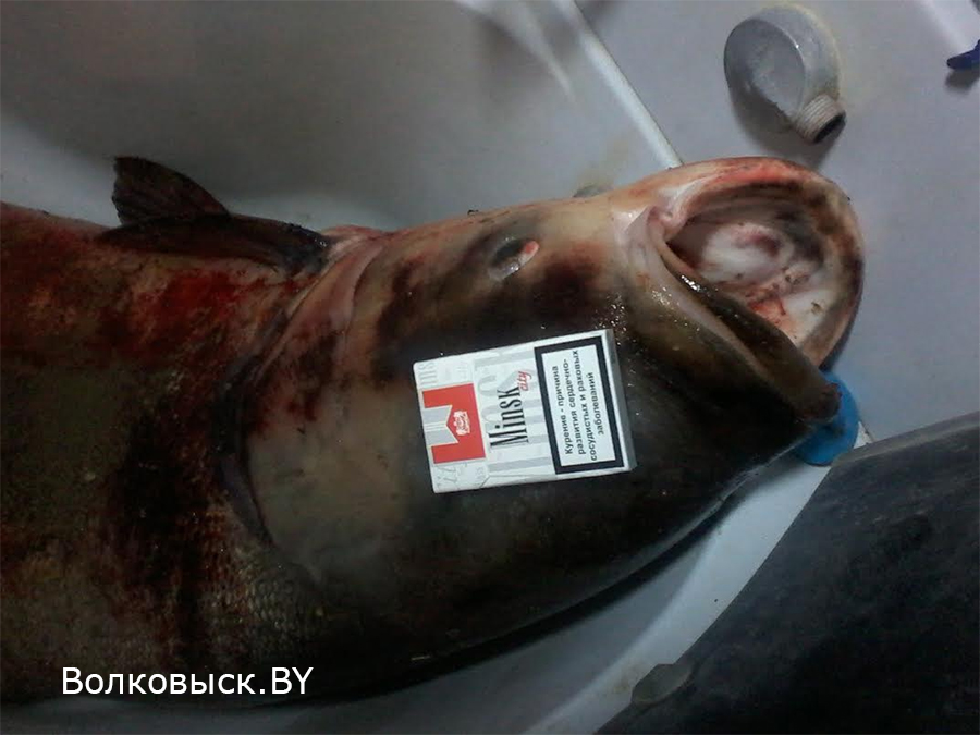 Белорус поймал толстолобика весом 27 килограмм