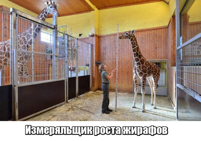 Счастливчики, которые смогли найти работу своей мечты