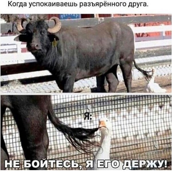 Нестандартный юмор с просторов сети