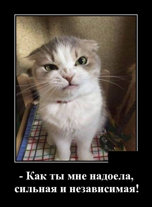 Демотиваторы