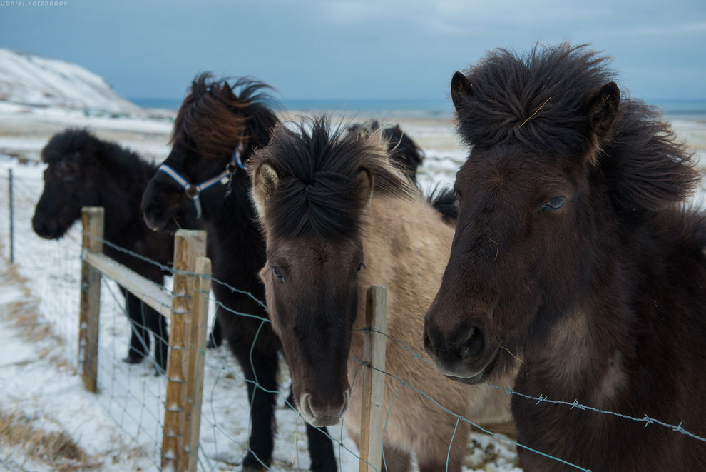 В ледовом плену Исландии