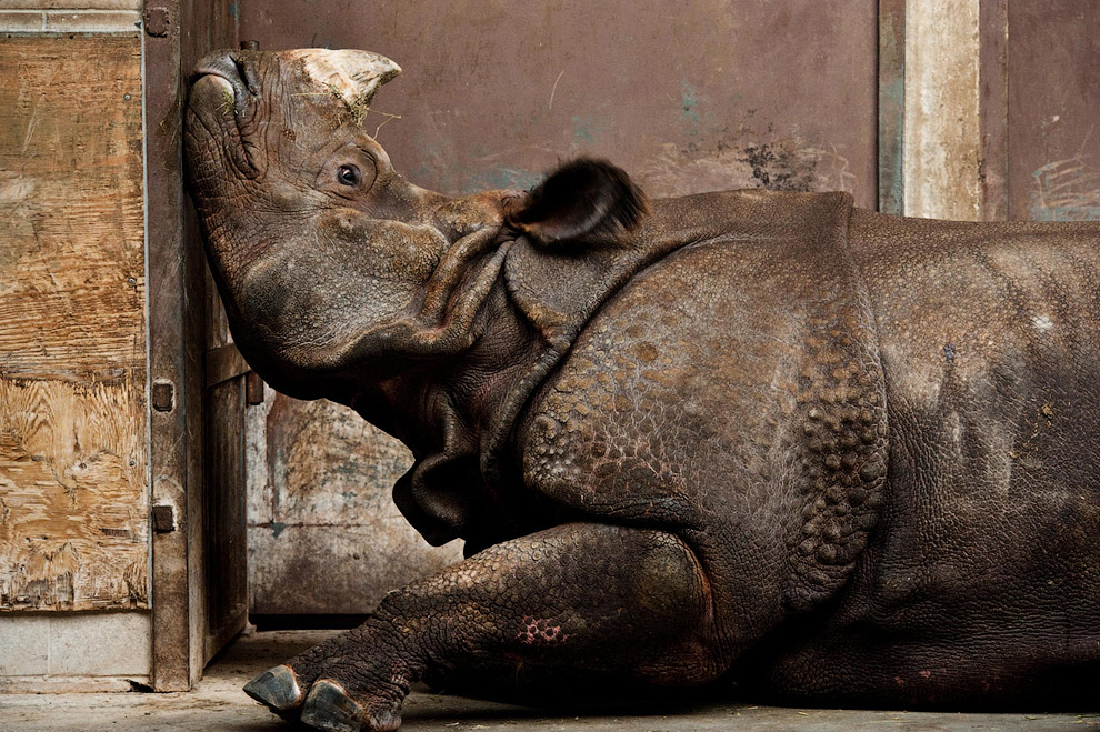 Победители конкурса фотографии National Geographic 2013