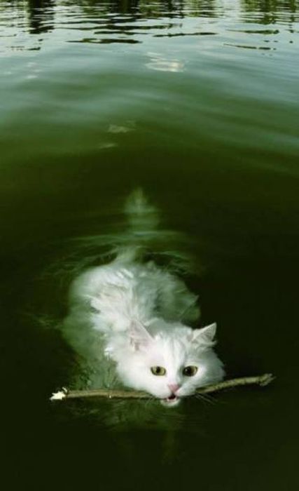 Подборка странных фотографий