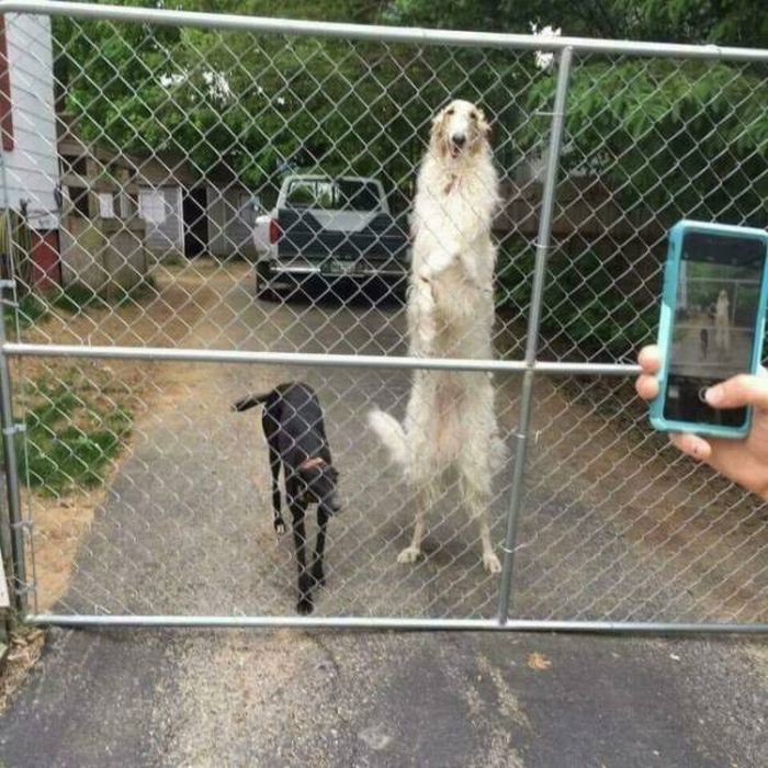 Подборка странных фотографий