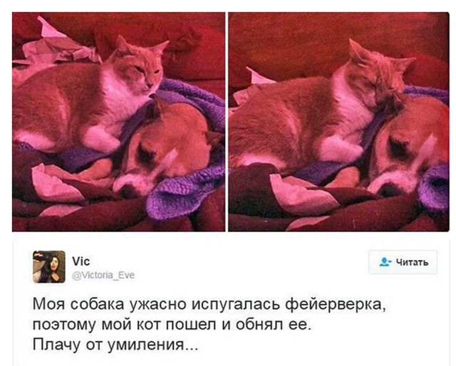 Прикольные картинки