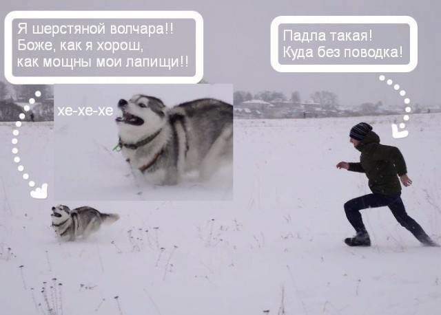 Прикольные картинки