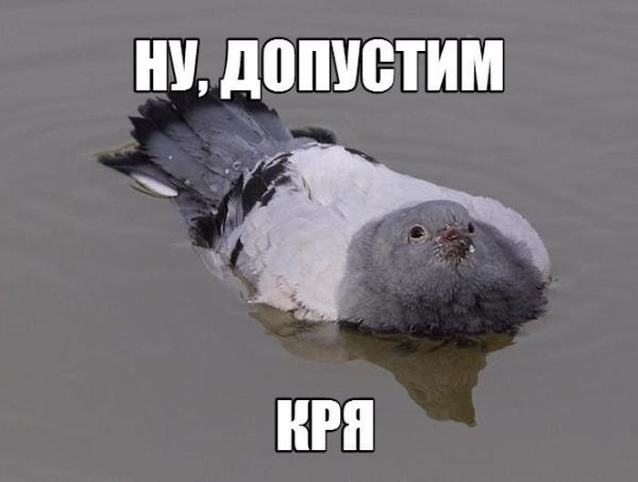Порция картинок