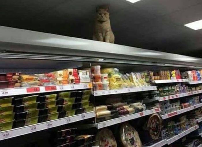 Прикольные картинки
