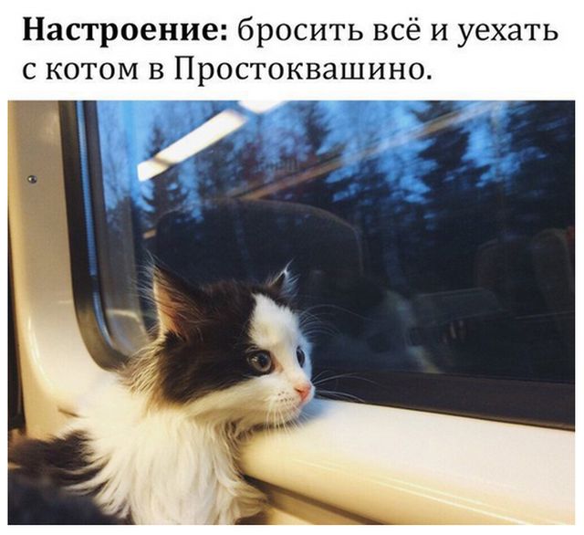 Прикольные картинки