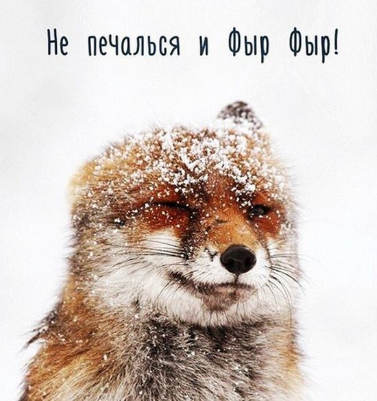 Прикольные картинки